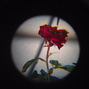 lovely-cobwebs avatar