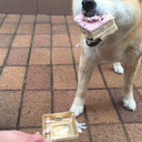 lovely-danosaur-rawr avatar