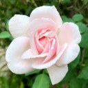 lovely-dimples avatar