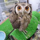 lovely-narichan avatar