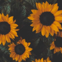 lovely-sunflower avatar