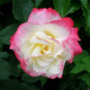 lovelyartisan avatar