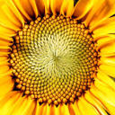 lovelyautumnsunflower avatar