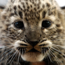 lovelybigcats avatar