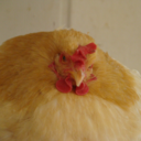 lovelychickenss avatar