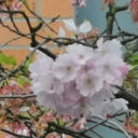 lovelycoolcherryblossom avatar