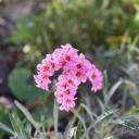 lovelydarlingsblog avatar