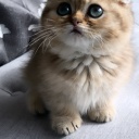 lovelygaining avatar