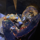 lovelylittlelobster avatar