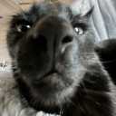 lovelylonelymoonlight avatar