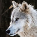 lovelylycanthrope avatar