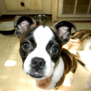 lovelymoonboe-blog avatar