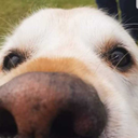 lovelyregicide avatar