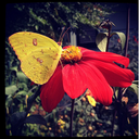 lovelyrita-mm avatar