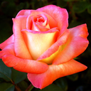 lovelyroseonthehillside avatar