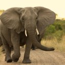 lovelyy-dream avatar