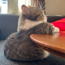 lovemenotnotnot avatar