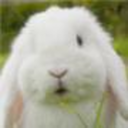 lovemybunnies-blog avatar