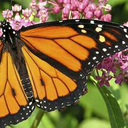 loveofbutterflies avatar