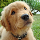 loveofgoldens avatar