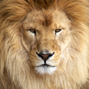 loveourwildlife-blog avatar