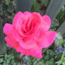 lovephotographygirl14 avatar