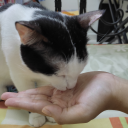 lover-of-botatoes avatar