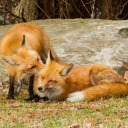 loverboyconfessions avatar