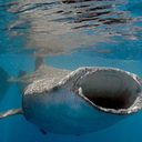 loveredwhalesharkblog avatar