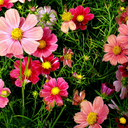 loversnightmare avatar