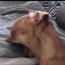 lovesick--world avatar