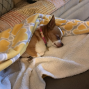 lovesillusions avatar