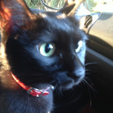 lovetoratoratora avatar