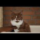 lovetutarszvarlkme avatar