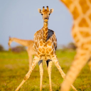 lovingcare-1210pro avatar