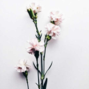 lovinglavender avatar