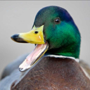 lovingtheducklife avatar