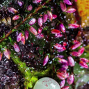 lovleyhuffleclaw-blog avatar