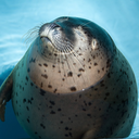 low-level--00 avatar