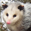 low-poly-opossum avatar