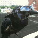 low-quality-crows avatar