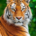 lowercaseguy52-blog avatar