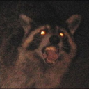 lowkey-revolutionary-raccoon avatar