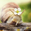 lowlight-twilight avatar