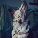 lowqualitygalaxy avatar