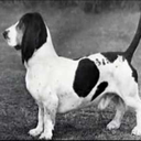 loyalorderofthebassethounds avatar