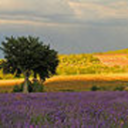 luberon-provence avatar
