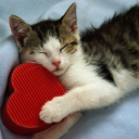 lucarios-au-world avatar