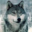 lucas-is-a-wicked-wolf avatar