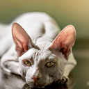 lucayafever23 avatar